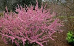 Pink Flowering Afghan Bush Cherry (Prunus Jacquemontii) - 3 Gallon Pot 11 Pink Flowering Afghan Bush Cherry (Prunus Jacquemontii) - 3 Gallon Pot -Wilson Bros Gardens prunus jaquemonti afghan bush cherry 6