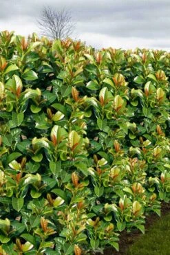 Volcano English Cherry Laurel (Prunus Laurocersasus) - 1 Gallon Pot -Wilson Bros Gardens prunus laurocerasus volcano english cherry laurel 3