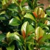Volcano English Cherry Laurel (Prunus Laurocersasus) - 1 Gallon Pot -Wilson Bros Gardens prunus laurocerasus volcano english cherry laurel 7