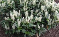 Zabel Laurel (Prunus Laurocersasus 'Zabeliana') - 6 Pack Of 1 Gallon Pots -Wilson Bros Gardens prunus laurocerasus zabeliana zabel cherry laurel 1