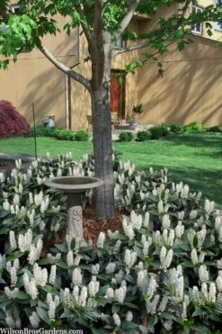 Zabel Laurel (Prunus Laurocersasus 'Zabeliana') - 6 Pack Of 1 Gallon Pots -Wilson Bros Gardens prunus laurocerasus zabeliana zabel cherry laurel 2