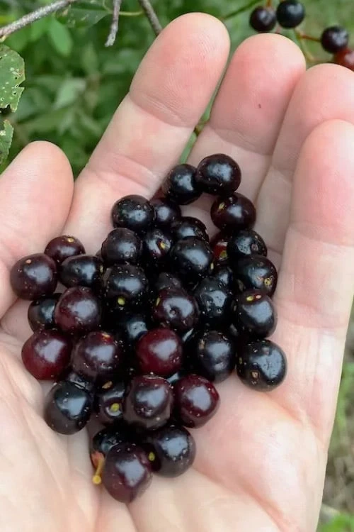 Wild Black Cherry Tree - 3 Gallon Pot 3 Wild Black Cherry Tree - 3 Gallon Pot