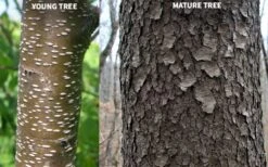 Wild Black Cherry Tree - 3 Gallon Pot 21 Wild Black Cherry Tree - 3 Gallon Pot -Wilson Bros Gardens prunus serotina wild black cherry tree 10