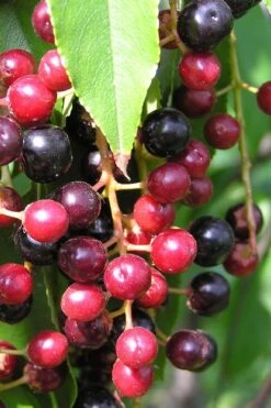 Wild Black Cherry Tree - 3 Gallon Pot 16 Wild Black Cherry Tree - 3 Gallon Pot -Wilson Bros Gardens prunus serotina wild black cherry tree 4