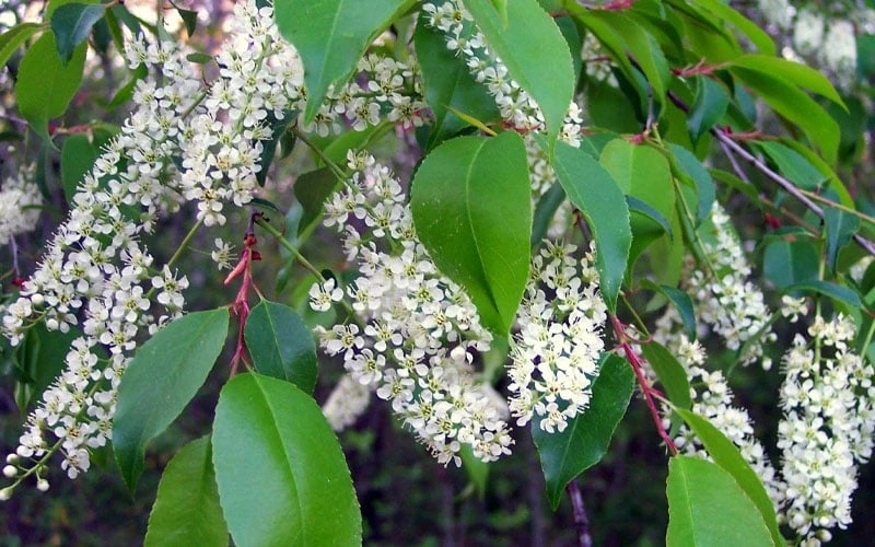 Wild Black Cherry Tree - 3 Gallon Pot 10 Wild Black Cherry Tree - 3 Gallon Pot - Image 8
