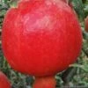 Russian Cold Hardy Pomegranate - 3 Gallon Pot -Wilson Bros Gardens punica granatum russian pomegranate 10
