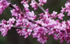 Eastern Redbud - 3 Gallon Pot -Wilson Bros Gardens redbud Eastern Tree Flowers 1