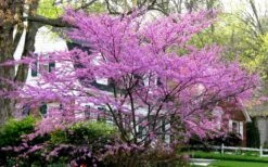 Eastern Redbud - 7 Gallon Pot -Wilson Bros Gardens redbud Eastern Tree In Bloom