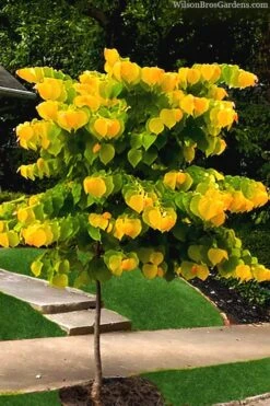 The Rising Sun Redbud Tree - 7 Gallon Pot (3-4') -Wilson Bros Gardens redbud rising sun 52 1