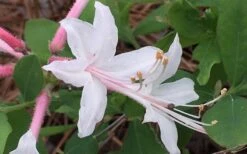 Coastal Azalea (Rhododendron Atlanticum) - 3 Gallon Pot -Wilson Bros Gardens rhododendron atlanticum coastal azalea 8