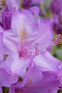 Boursault Catawba Rhododendron - 1 Gallon Pot 12 Boursault Catawba Rhododendron - 1 Gallon Pot -Wilson Bros Gardens rhododendron boursault 3