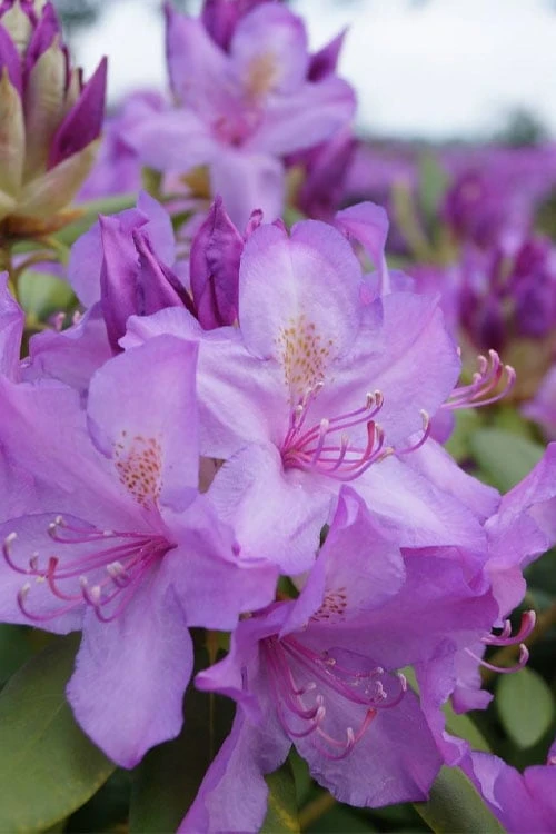 Boursault Catawba Rhododendron - 1 Gallon Pot 8 Boursault Catawba Rhododendron - 1 Gallon Pot - Image 6