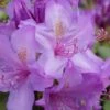 Boursault Catawba Rhododendron - 1 Gallon Pot -Wilson Bros Gardens rhododendron boursault 5