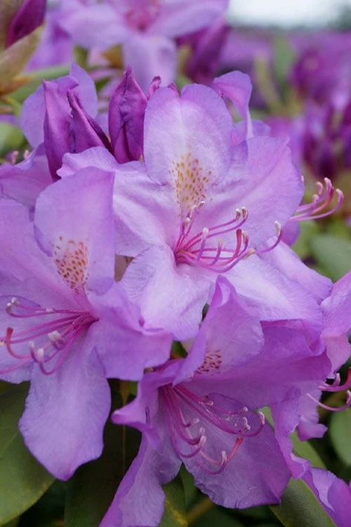 Boursault Catawba Rhododendron - 1 Gallon Pot 3 Boursault Catawba Rhododendron - 1 Gallon Pot