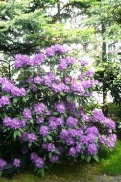 Boursault Catawba Rhododendron - 1 Gallon Pot 11 Boursault Catawba Rhododendron - 1 Gallon Pot -Wilson Bros Gardens rhododendron boursault 6