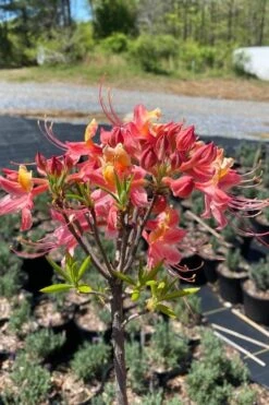 Cotton Candy Native Azalea (Rhododendron) - 3 Gallon Pot -Wilson Bros Gardens rhododendron cotton candy native azalea 1