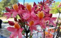 Cotton Candy Native Azalea (Rhododendron) - 3 Gallon Pot -Wilson Bros Gardens rhododendron cotton candy native azalea 5