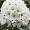 Milky Way Rhododendron - 1 Gallon Pot -Wilson Bros Gardens rhododendron diversipilosum milky way 1