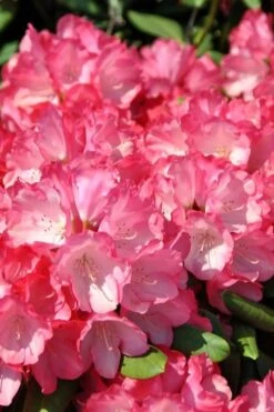 Fantastica Rhododendron - 5 Gallon Pot -Wilson Bros Gardens rhododendron fantastica 1