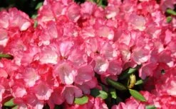 Fantastica Rhododendron - 5 Gallon Pot -Wilson Bros Gardens rhododendron fantastica 3