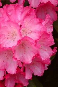 Fantastica Rhododendron - 5 Gallon Pot -Wilson Bros Gardens rhododendron fantastica 4