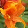 Golden Eagle Azalea (Rhododendron) - 3 Gallon Pot -Wilson Bros Gardens rhododendron golden eagle azalea 2