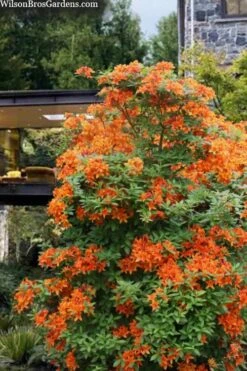 Golden Eagle Azalea (Rhododendron) - 3 Gallon Pot -Wilson Bros Gardens rhododendron golden eagle azalea 7