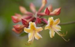 Millie Mac Native Azalea (Rhododendron) - 3 Gallon Pot -Wilson Bros Gardens rhododendron millie mac native azalea 10