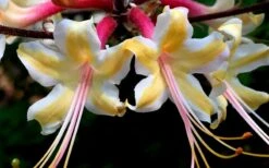 Millie Mac Native Azalea (Rhododendron) - 3 Gallon Pot -Wilson Bros Gardens rhododendron millie mac native azalea 15