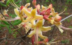Millie Mac Native Azalea (Rhododendron) - 3 Gallon Pot -Wilson Bros Gardens rhododendron millie mac native azalea 2