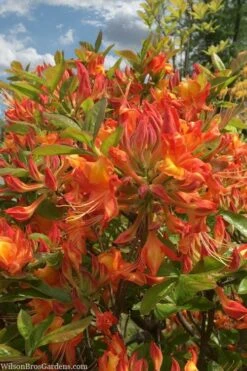 Smitty's Orange Crush Native Azalea (Rhododendron X) - 3 Gallon Pot -Wilson Bros Gardens rhododendron smittys orange crush native azalea 1