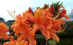Smitty's Orange Crush Native Azalea (Rhododendron X) - 3 Gallon Pot -Wilson Bros Gardens rhododendron smittys orange crush native azalea 4