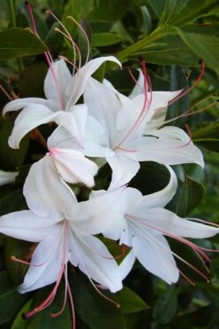 Weston's Innocence Fragrant Swamp Azalea (Rhododendron) - 3 Gallon Pot 15 Weston's Innocence Fragrant Swamp Azalea (Rhododendron) - 3 Gallon Pot -Wilson Bros Gardens rhododendron viscosum westons innocence native azalea 1