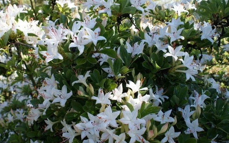 Weston's Innocence Fragrant Swamp Azalea (Rhododendron) - 3 Gallon Pot 7 Weston's Innocence Fragrant Swamp Azalea (Rhododendron) - 3 Gallon Pot - Image 5