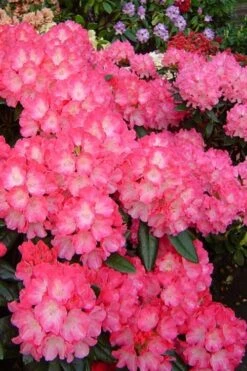 Fantastica Rhododendron - 5 Gallon Pot -Wilson Bros Gardens rhododendron yakushimanum fantastica 7