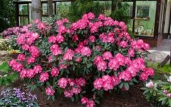 Fantastica Rhododendron - 5 Gallon Pot -Wilson Bros Gardens rhododendron yakushimanum fantastica 8