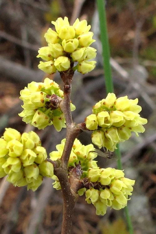 Fragrant Sumac (Rhus Aromatica) - 1 Gallon Pot 3 Fragrant Sumac (Rhus Aromatica) - 1 Gallon Pot