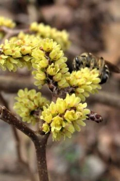 Fragrant Sumac (Rhus Aromatica) - 1 Gallon Pot 19 Fragrant Sumac (Rhus Aromatica) - 1 Gallon Pot -Wilson Bros Gardens rhus aromatica fragrant sumac 2
