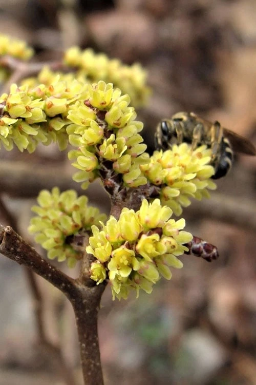 Fragrant Sumac (Rhus Aromatica) - 1 Gallon Pot 11 Fragrant Sumac (Rhus Aromatica) - 1 Gallon Pot - Image 9