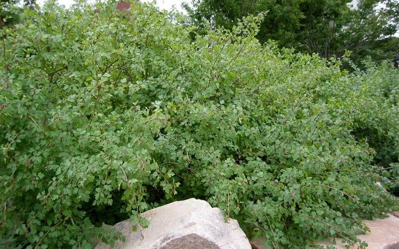 Fragrant Sumac (Rhus Aromatica) - 1 Gallon Pot 7 Fragrant Sumac (Rhus Aromatica) - 1 Gallon Pot - Image 5
