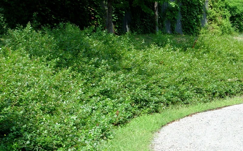 Fragrant Sumac (Rhus Aromatica) - 1 Gallon Pot 10 Fragrant Sumac (Rhus Aromatica) - 1 Gallon Pot - Image 8