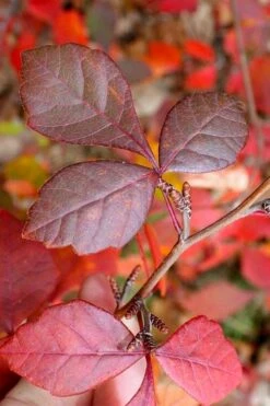 Fragrant Sumac (Rhus Aromatica) - 1 Gallon Pot 17 Fragrant Sumac (Rhus Aromatica) - 1 Gallon Pot -Wilson Bros Gardens rhus aromatica fragrant sumac 8