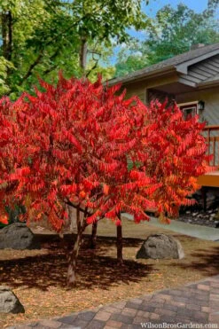 Staghorn Sumac (Rhus Typhina) - 3 Gallon Pot -Wilson Bros Gardens rhus typhina staghorn sumac 10