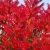 Staghorn Sumac (Rhus Typhina) - 3 Gallon Pot -Wilson Bros Gardens rhus typhina staghorn sumac 11