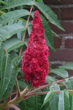 Staghorn Sumac (Rhus Typhina) - 3 Gallon Pot -Wilson Bros Gardens rhus typhina staghorn sumac 2