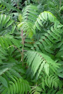 Staghorn Sumac (Rhus Typhina) - 3 Gallon Pot -Wilson Bros Gardens rhus typhina staghorn sumac 3
