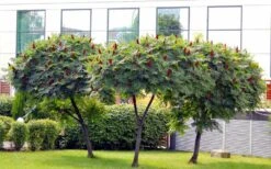 Staghorn Sumac (Rhus Typhina) - 3 Gallon Pot -Wilson Bros Gardens rhus typhina staghorn sumac 5