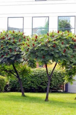 Staghorn Sumac (Rhus Typhina) - 3 Gallon Pot -Wilson Bros Gardens rhus typhina staghorn sumac 7
