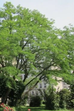 Black Locust Tree - 3 Gallon Pot -Wilson Bros Gardens robinia pseudoacacia black locust tree 10