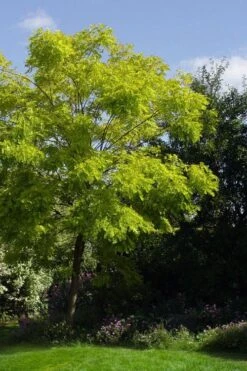 Black Locust Tree - 3 Gallon Pot -Wilson Bros Gardens robinia pseudoacacia black locust tree 11